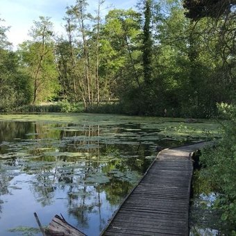 Wandelen langs de Maas